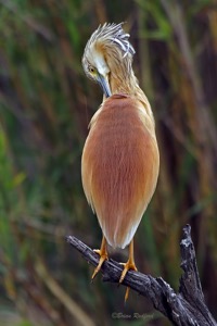 Squacco Heron at Lake Panic