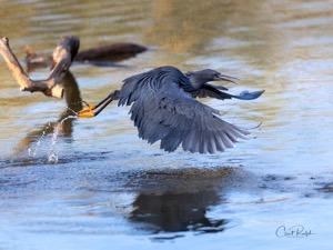 A quick launch by a Black Heron