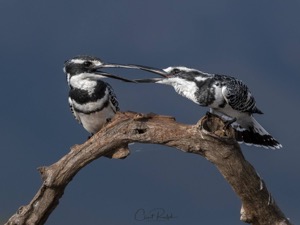 Synchronised Beaks, Pied Kingfishers 