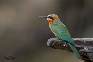 White-throated Bee-eater - Rooikeelbyvreter