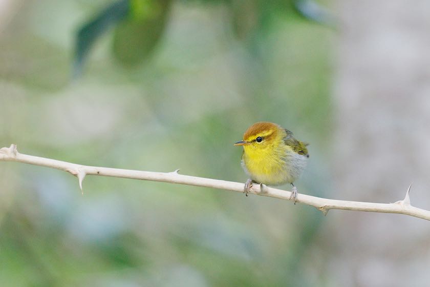 Yellow-throated Woodland Warbler
