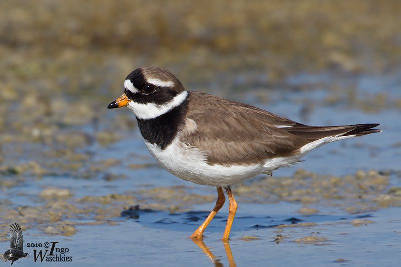 Adult male Common Ringed Plover (ssp. tundrae ) in breeding plumage