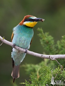 European Bee-eater