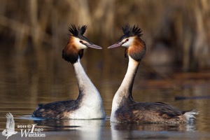 Great Crested Grebes (ssp. cristatus) displaying