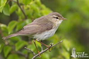 Adult Willow Warbler