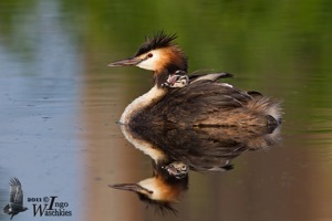 Adult Great Crested Grebe with chick