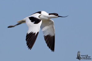 Pied Avocet