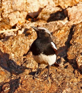 Mountain Wheatear