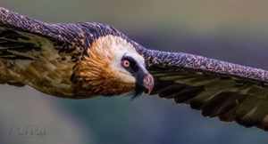 Bearded Vulture