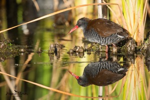 African Rail