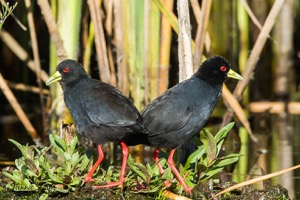 Black Crakes