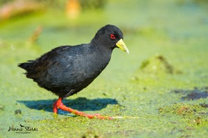 Black Crake