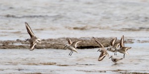 A flock of Sanderlings