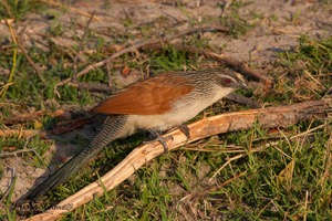 White-browed Coucal