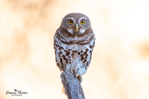 African Barred Owlet