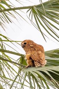 Pel's Fishing Owl