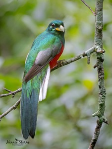 Narina Trogon 