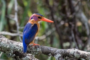 Pygmy Kingfisher