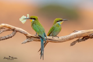 Swallow-tailed Bee-eaters