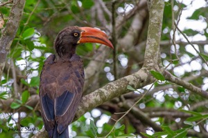 Crowned Hornbill