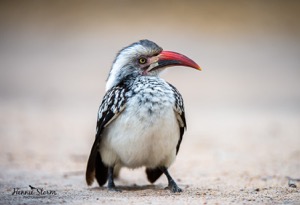 Red-billed Hornbill