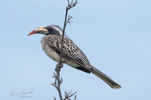 female