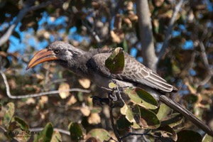 Bradfield's Hornbill