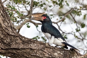 Trumpeter Hornbill