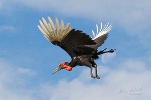 Southern Ground Hornbill