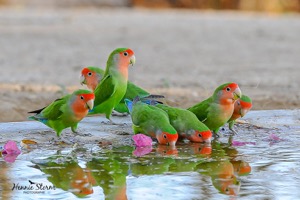 Rosy-faced Lovebird