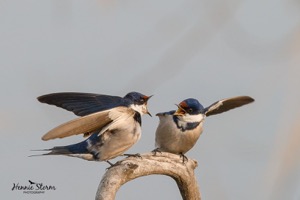 White-throated Swallows