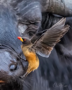 Mighty Buffalo and Oxpecker