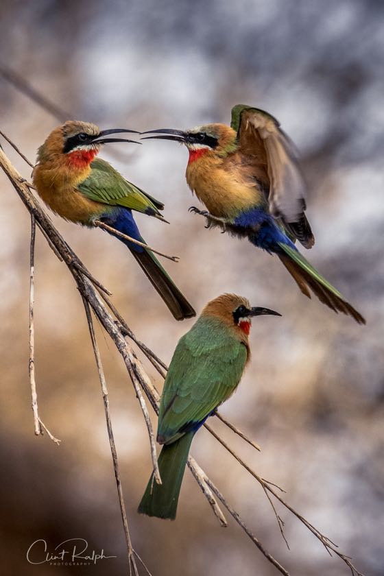 White-fronted Bee Eaters