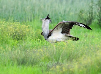 Kori Bustard display