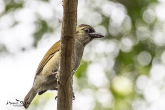 Green Barbet