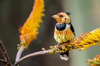 Crested Barbet