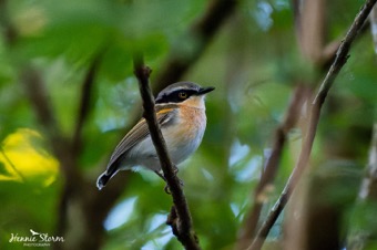 Woodward's Batis
