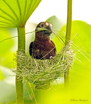 Thick-billed Weaver 