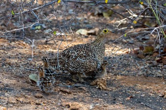 Double-banded Sandgrouse 