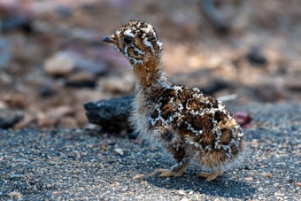 and chicks