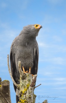African Harrier-Hawk