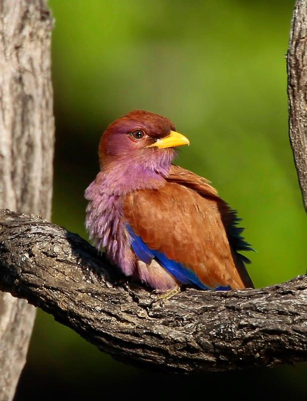 Broad-billed Roller