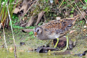 Spotted Crake2