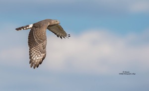 Southern Pale Chanting Goshawk