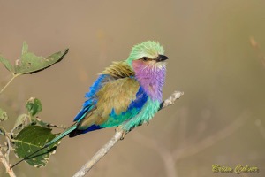 Lilac-breasted Roller