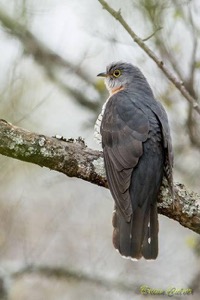 Red-chested Cuckoo