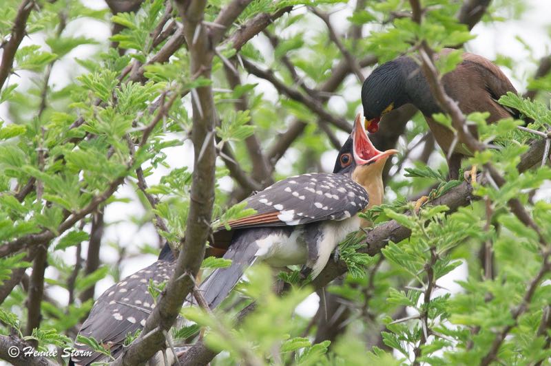 Common Myna feeding a Great Spotted Cuckoo