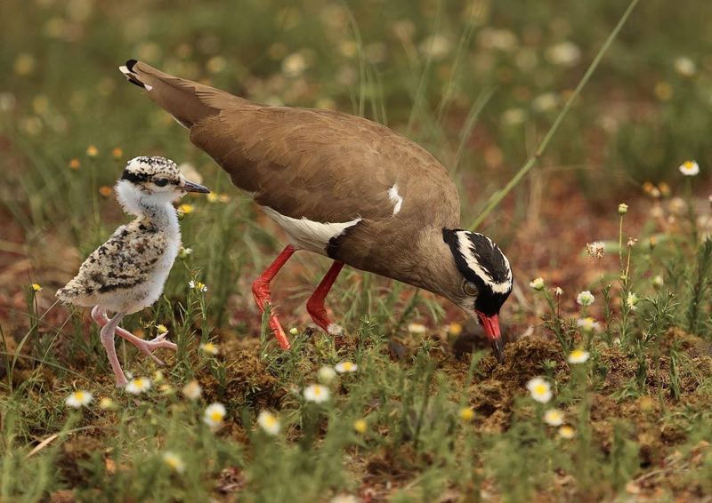 Crowned Lapwing with chick