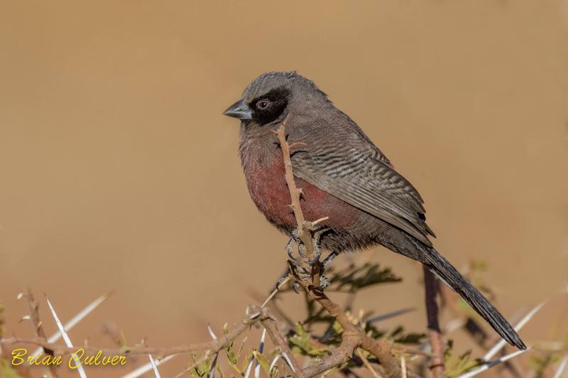 Black-faced Waxbill