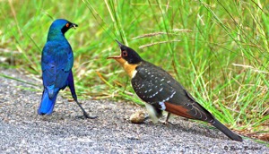 Cape Glossy Starling raising a Great Spotted Cuckoo
